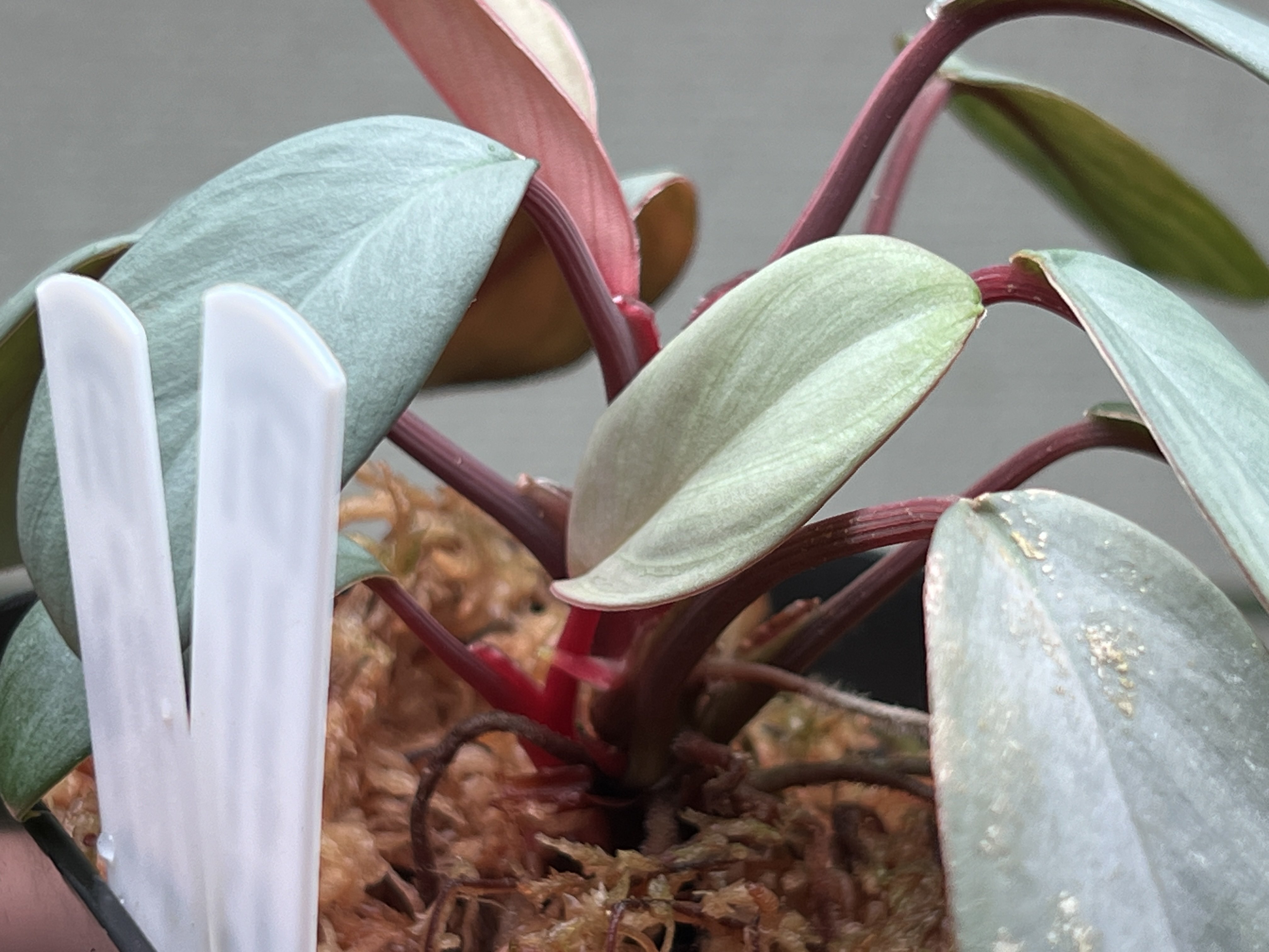 AZ便　Homalomena sp“銀甲冑” Homalomena sp. 
