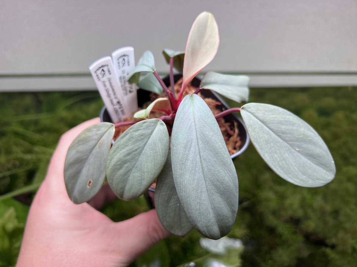 AZ便　Homalomena sp“銀甲冑” お手伝い on X: 