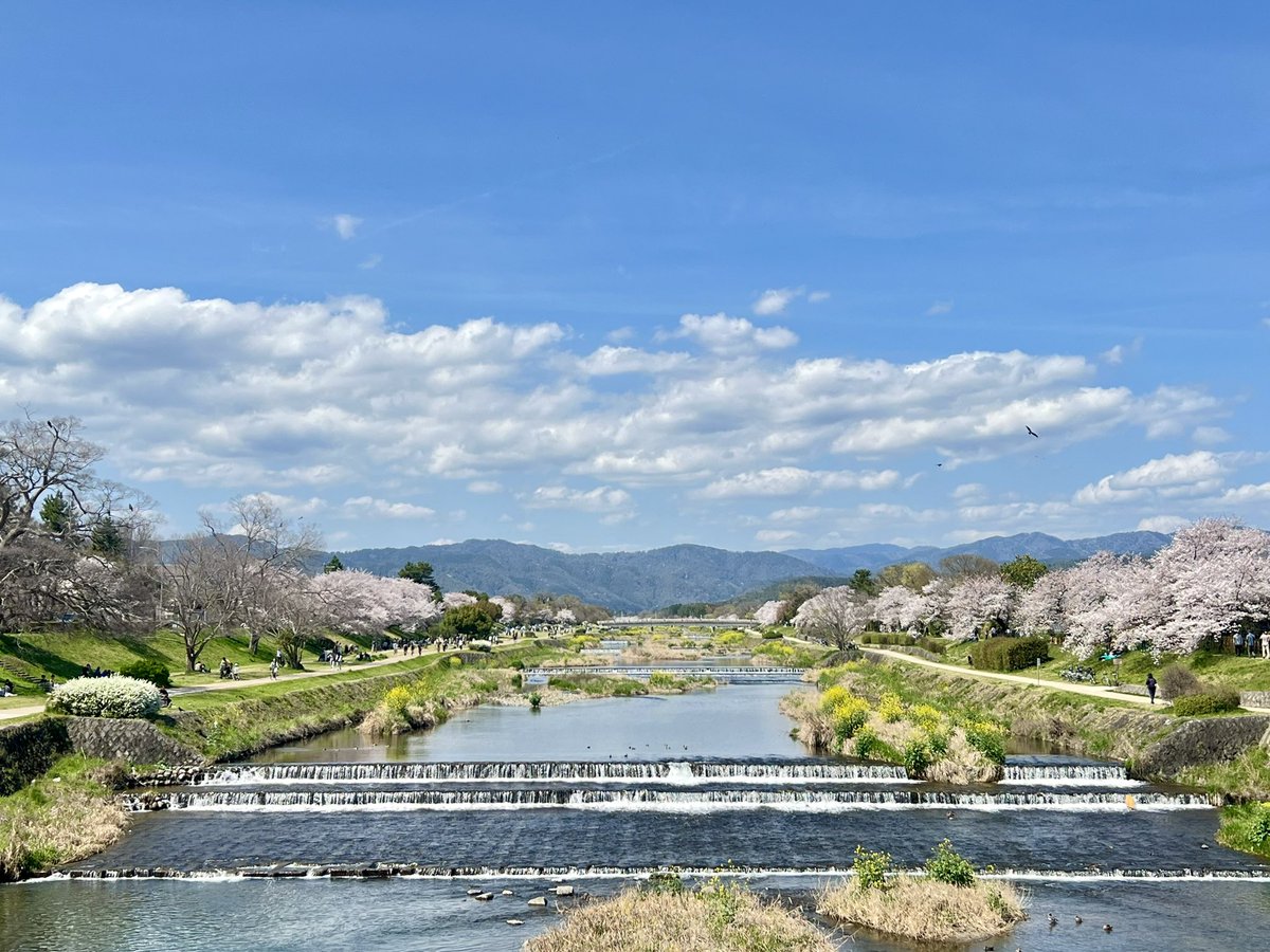 【旅の記録】今年も高瀬川〜賀茂川沿いで桜を見ることができました。 #京都 #高瀬川 #賀茂川 #桜 #お花見 #Kyoto #Takasegawa #Kamogawa #sakura #cherryblossom #walking #ohanami