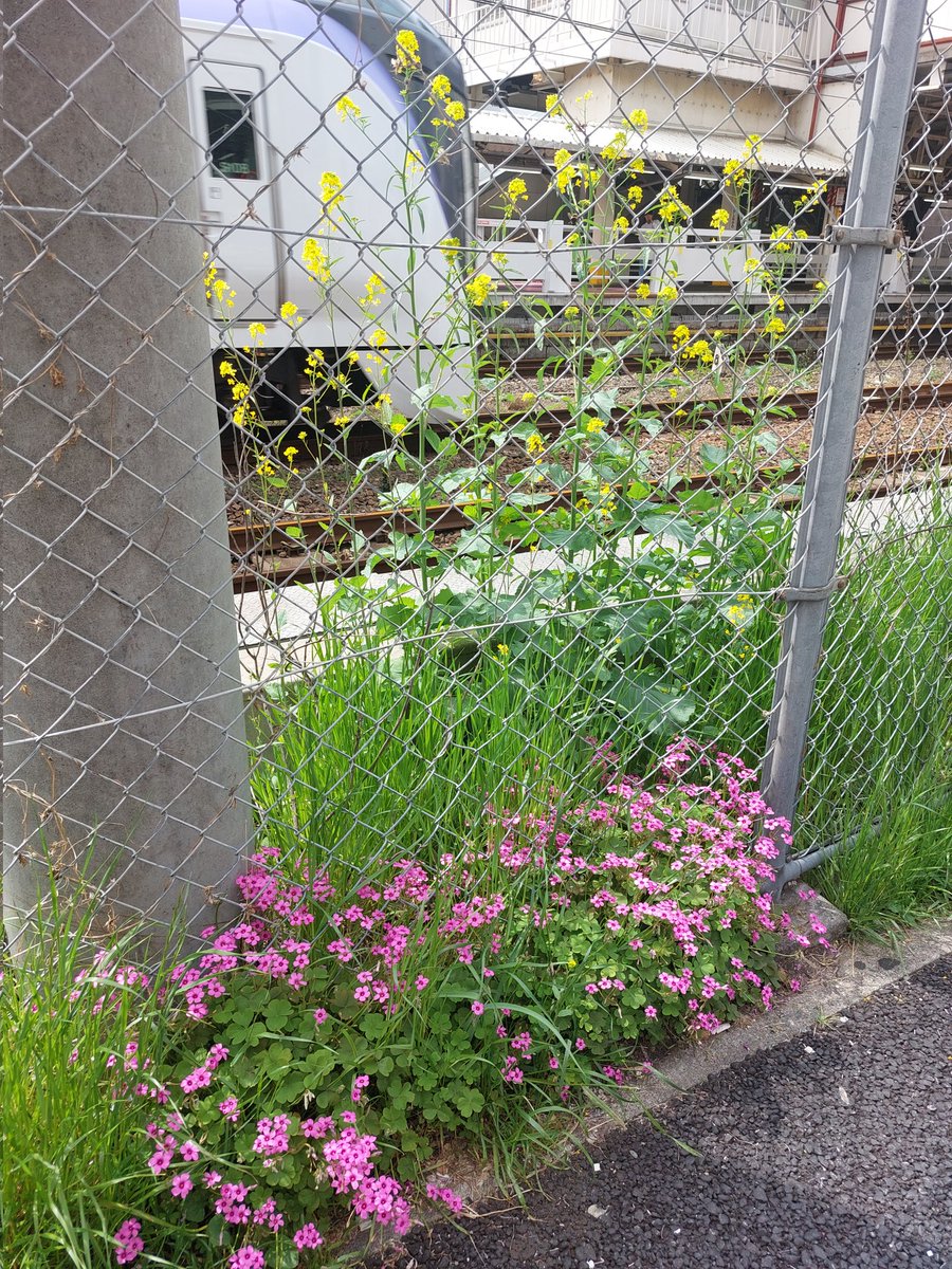 wellbeing_z's tweet photo. おはようございます🌸日曜日も訪問看護は休まず営業中です😊✨今日も皆様がご無事でありますように🍀 https://t.co/QfgrMW4CX5