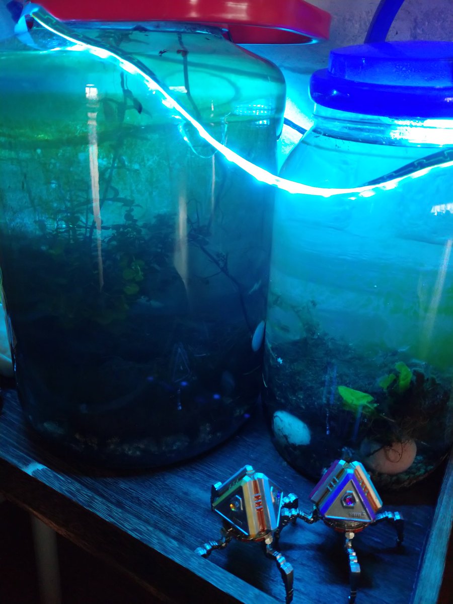 v_kugg's tweet photo. 昨日のじゃこ達🦐

そろそろ水換えね🦐

4/13（土曜日）の誕生花は…

　　ももの花　　でした。 https://t.co/XKt2F1y5v3