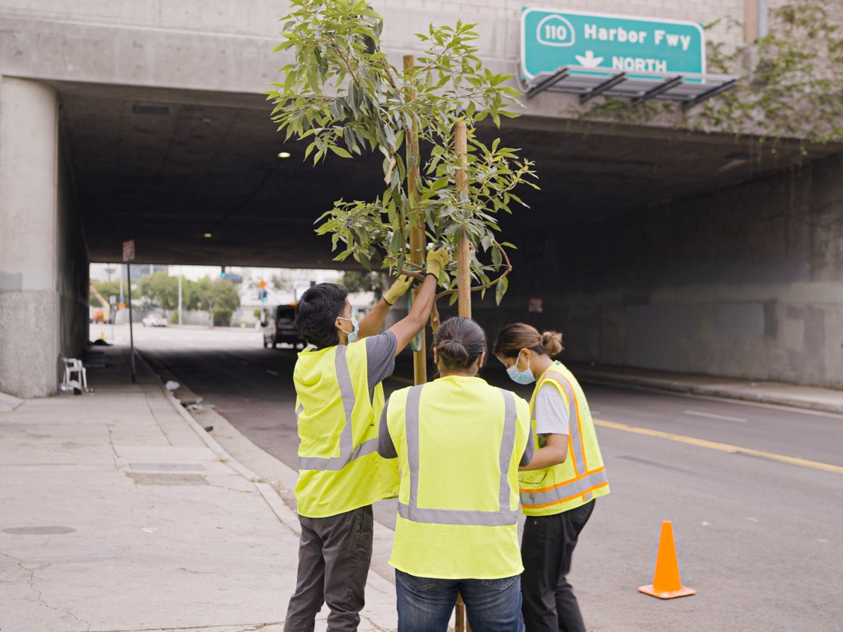 Trees: not a want, but a need.