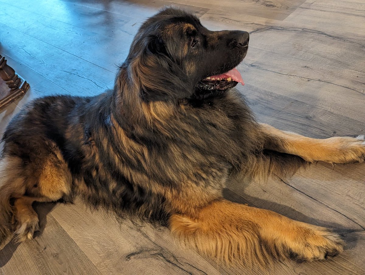 Currently out touching grass with friends and I met this massive doggo! His breed is a Leonberger! :O