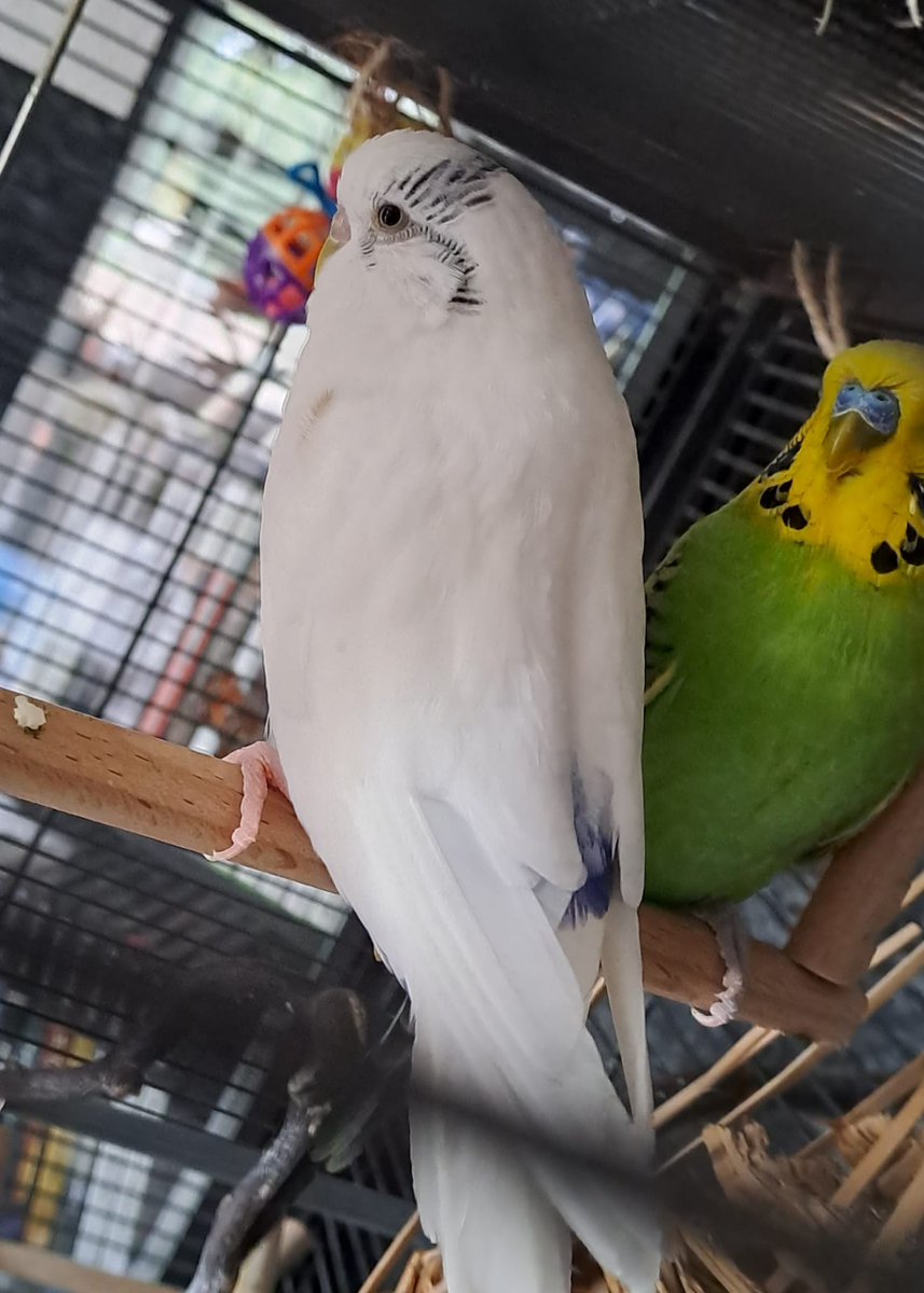 𝕀𝕧𝕠𝕣𝕪 (permanently inactive) tweet media
