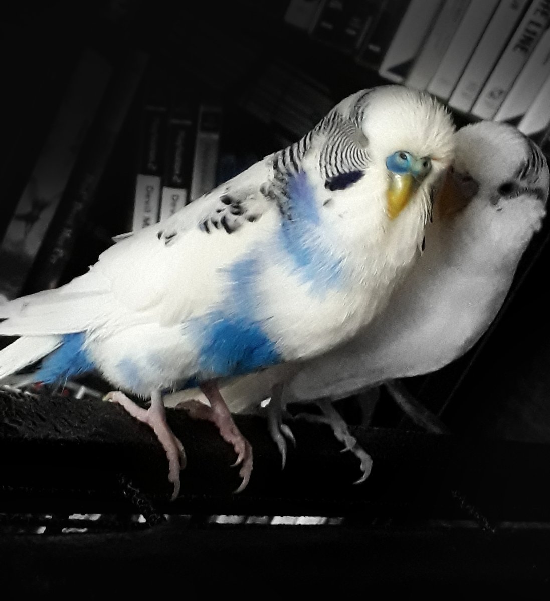 𝕀𝕧𝕠𝕣𝕪 (permanently inactive) tweet media
