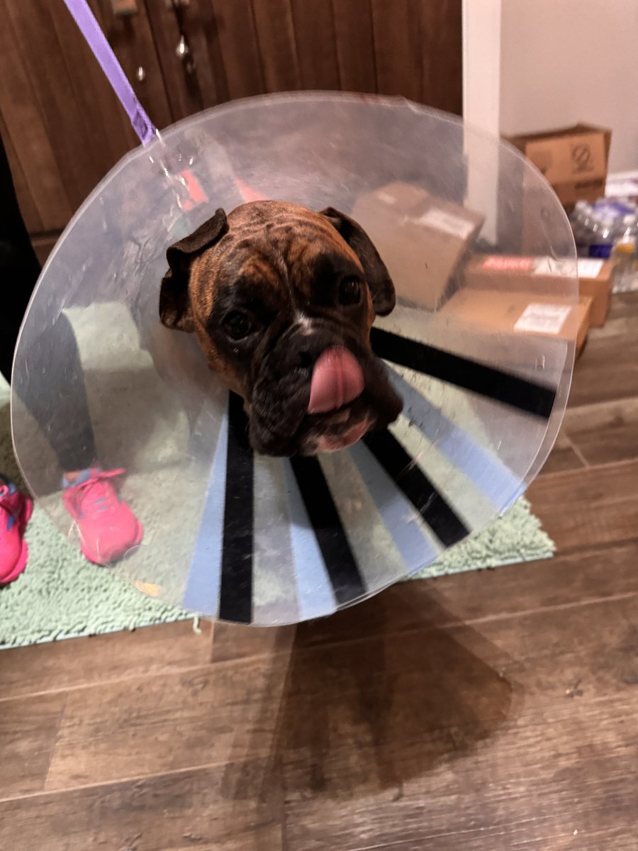 My youngest dog tore her acl, just had surgery … as a boxer owner I am well experienced in this manner .. poor puppers but after these two weeks, better than ever! Cone of shame time.