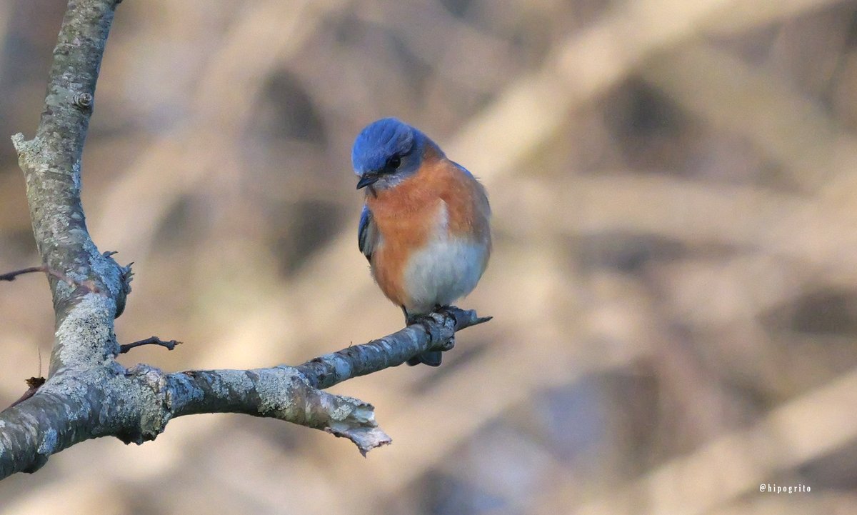 Eastern Bluebird Long Island, NY #birds #birdphotography #birding