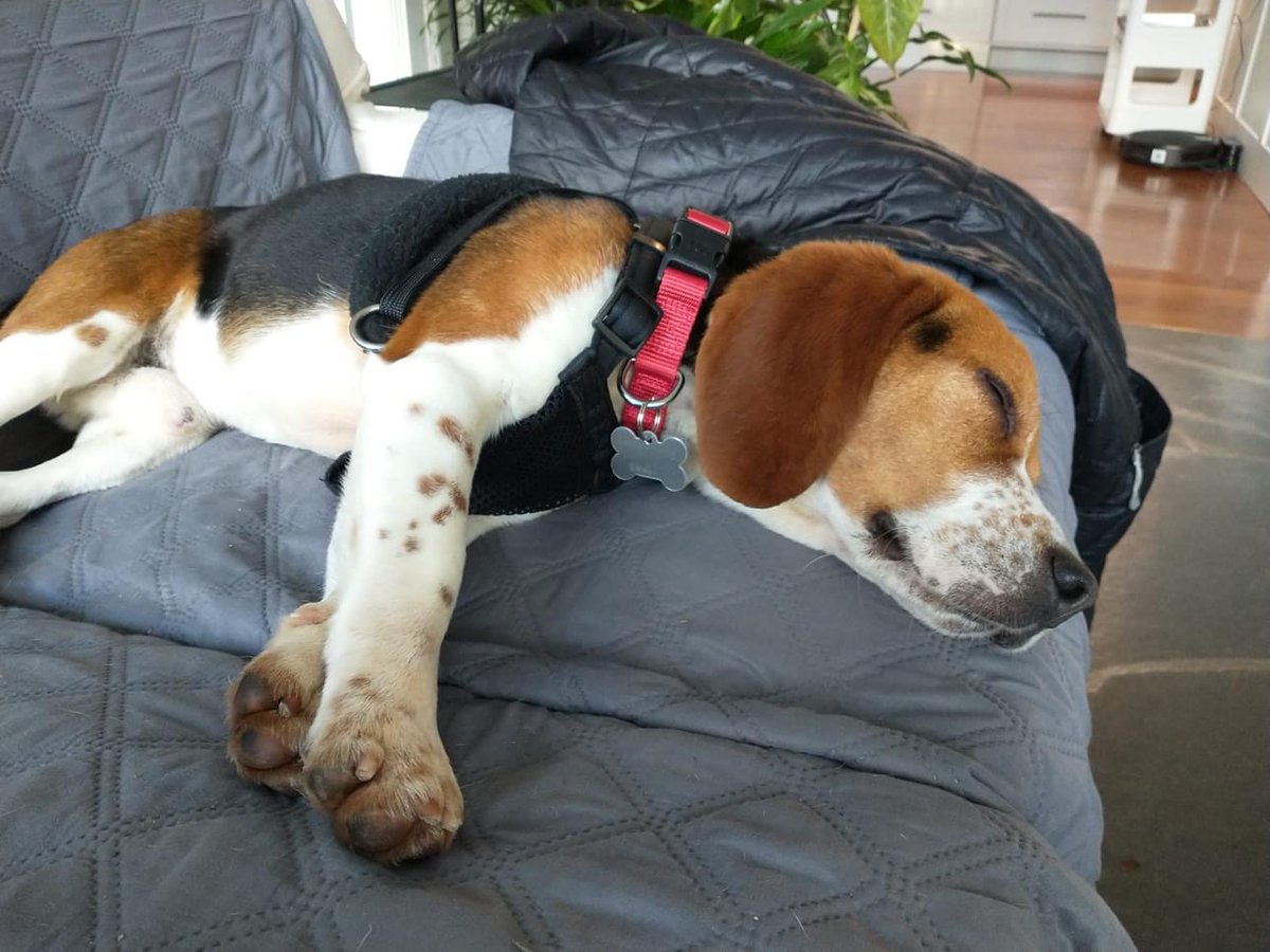 Adoptable #beagle of the day JOE tribeagles.org/product/joe-2/