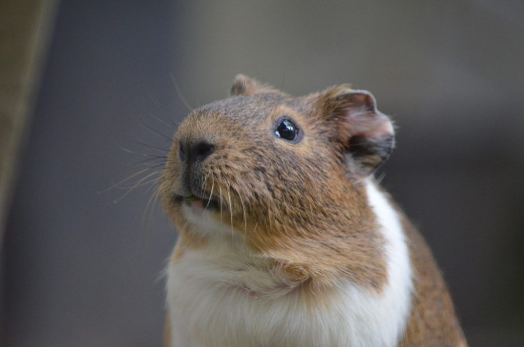 Les hamsters courent jusqu’à 10km la nuit dans leur roue
le-saviez-vous.com/lsv/les-hamste…