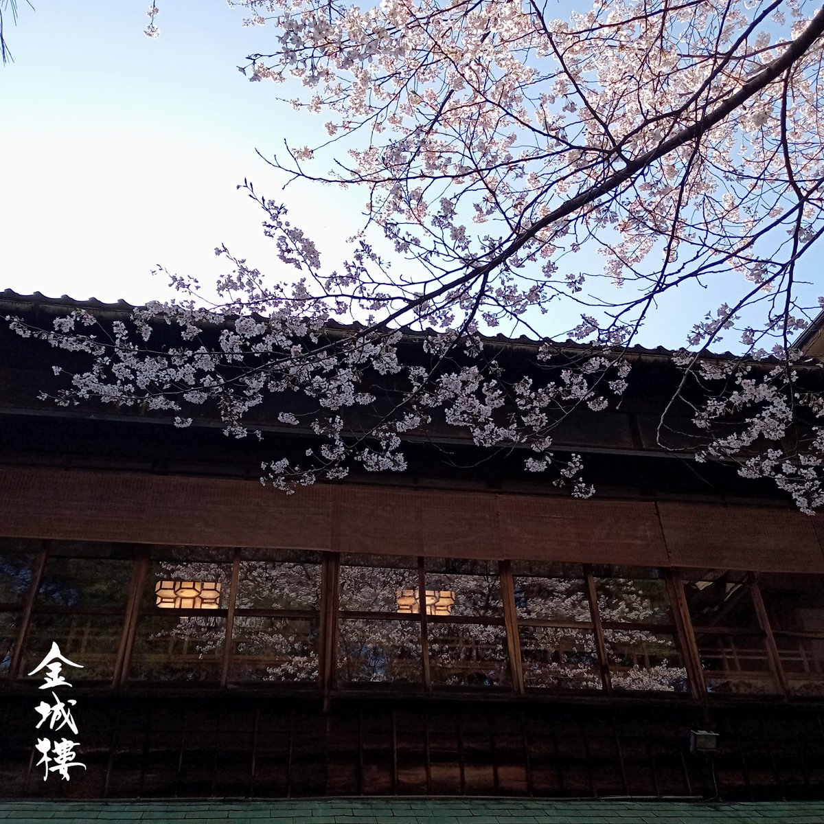 _kinjohro's tweet photo. 今日も良いお天気でお花見日和でしたね。
お庭の桜が窓に映り込んでお得な気分になりました🌸桜餅が食べたくなるのは私だけでしょうか😋 https://t.co/729tQFexTJ