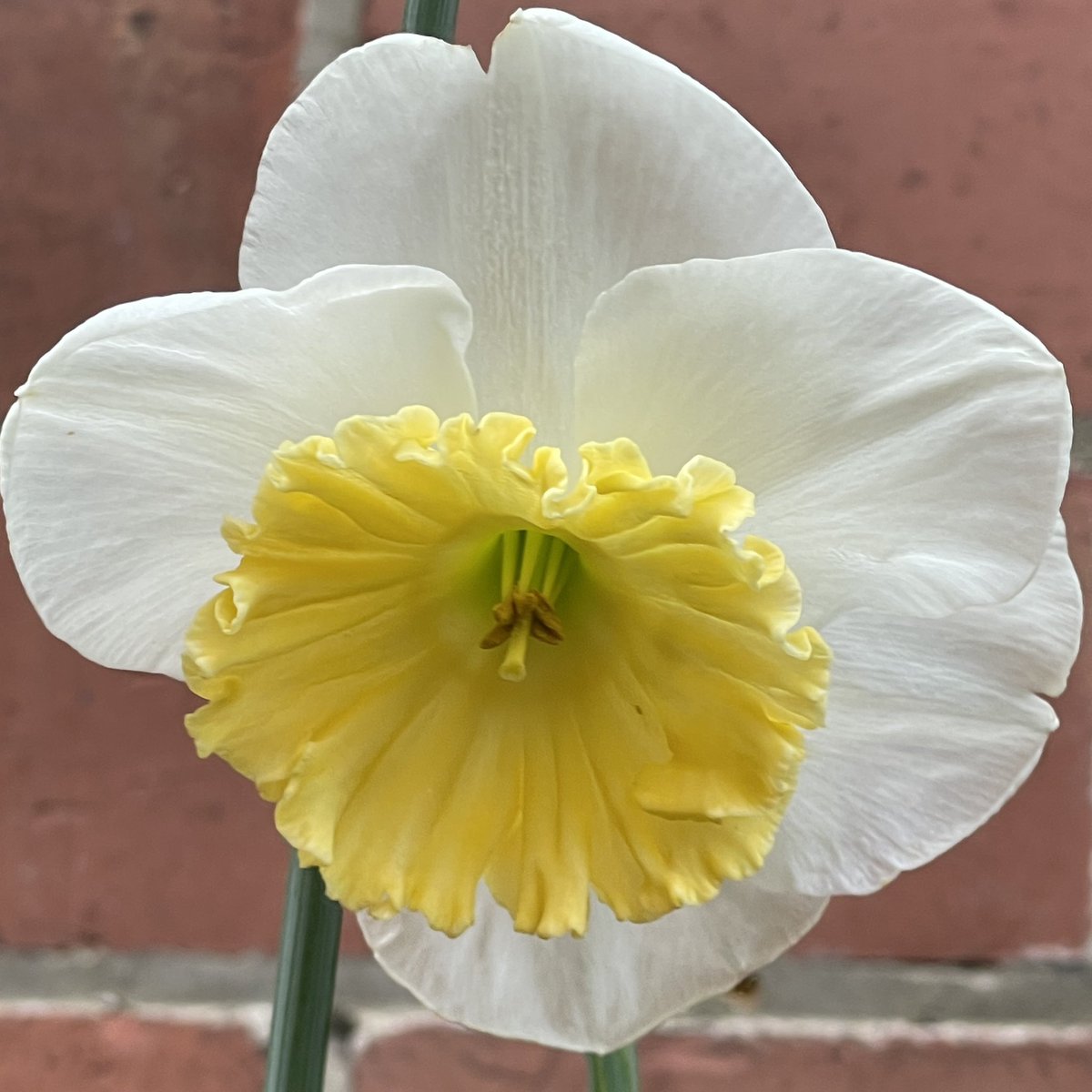 Yellow frills at the centre of white petals - I think it may be a narcissus/daffodil called ‘Ice Follies' flowering in a tub by my front door. I’ve just read that they naturalise well so I’ll be planting out for next year. #SundayYellow #gardening