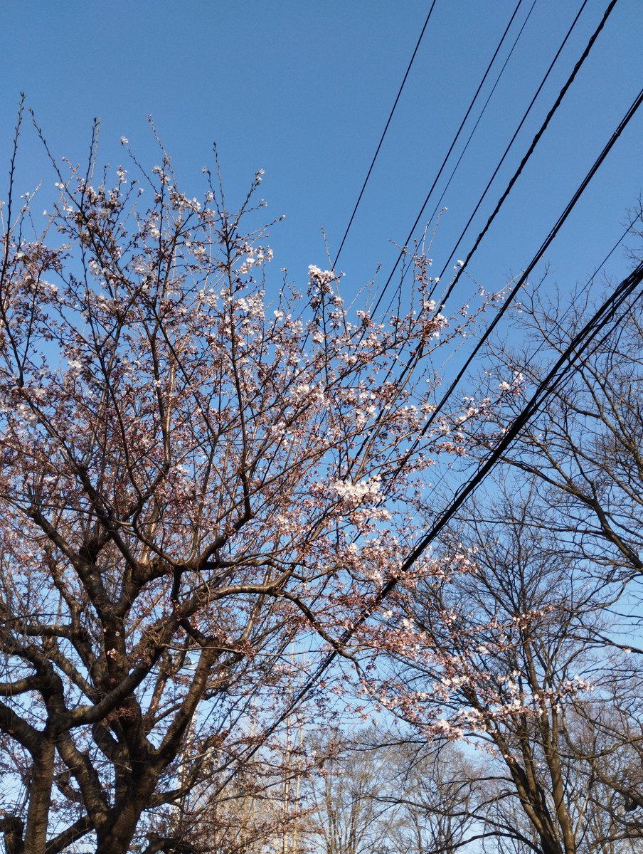 帰ってきたよ
家の前の桜がもうちょいなので散歩する
#トリスハイボール
#かんぱい