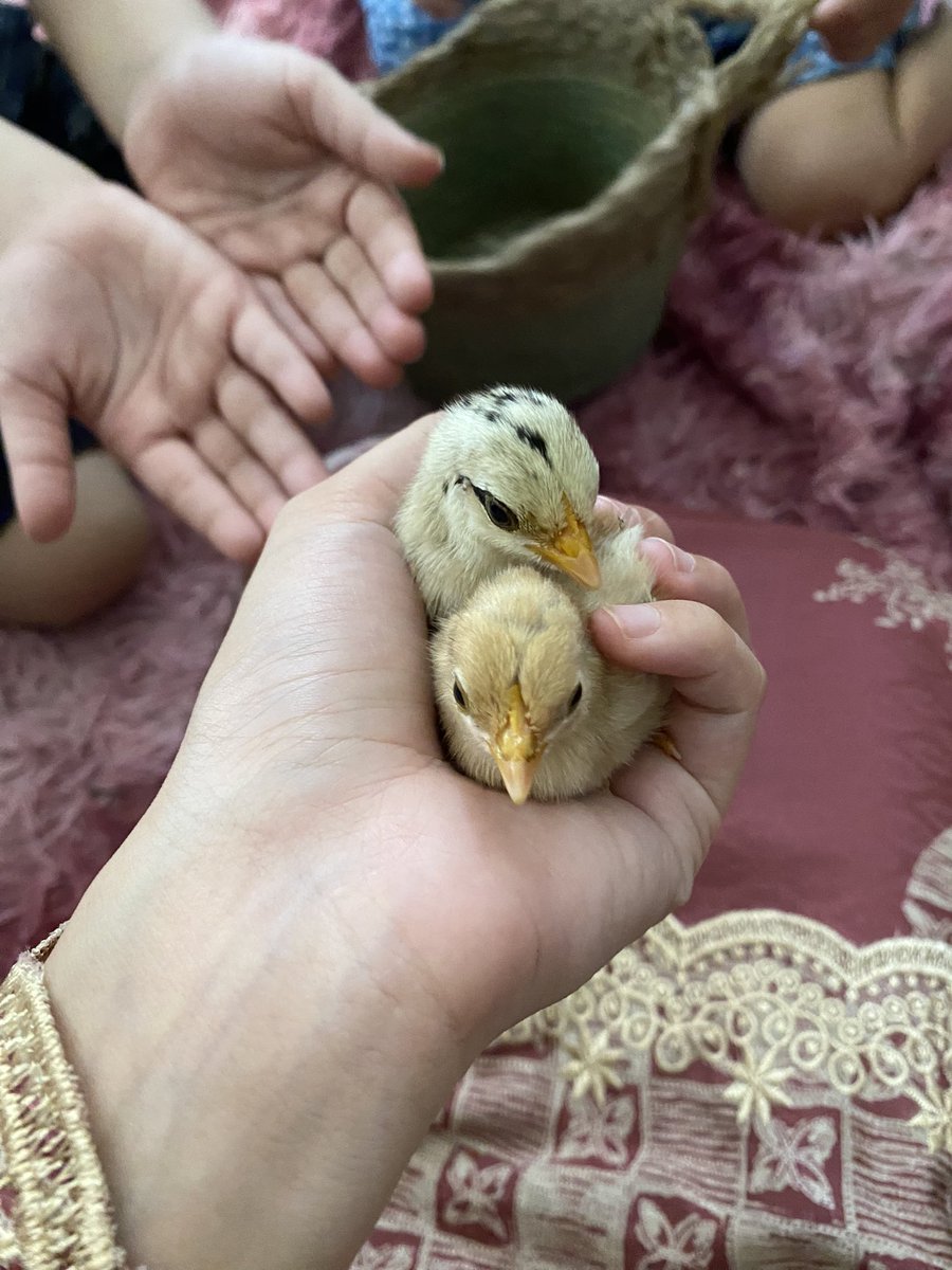 itsasoralt's tweet photo. heyy! asora here with some chicks 🫦 https://t.co/3w7fLcoQUD