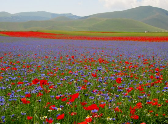NadiaRossetti24's tweet photo. Flowering (Lentil Fields) 💚🤍❤️
Castelluccio di Norcia🦋 Umbria https://t.co/aTG4UnKs0F