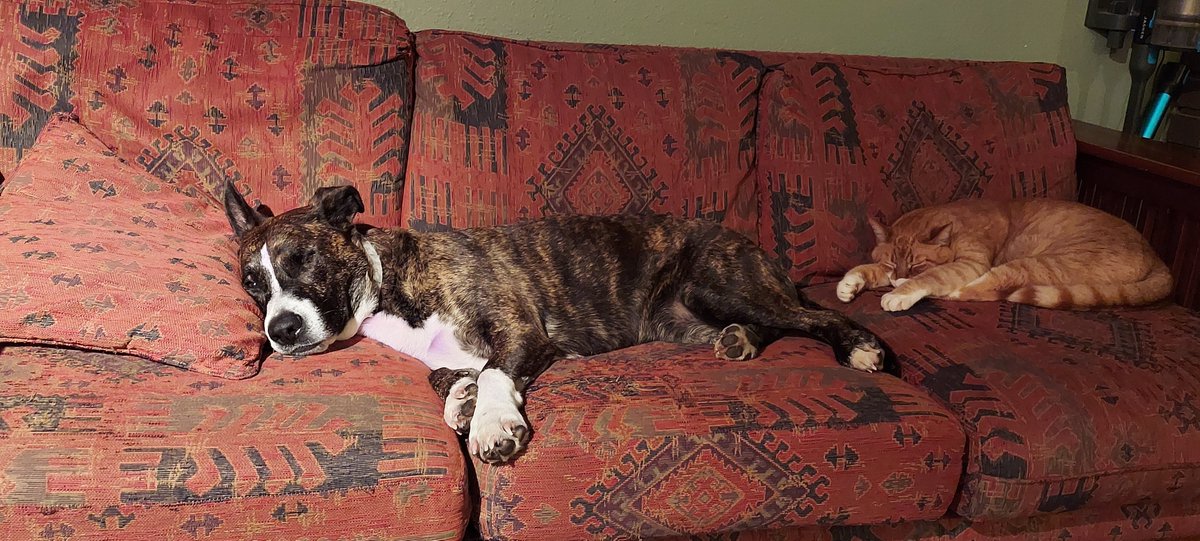My cat took my dog's eye when she was just a puppy. The dog grew into a formidable killer but did not retaliate on the cat. Now they lay together in peace