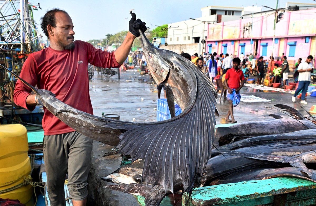 Last catch at Kasimedu in Chennai before the fishing-ban for 61 days is implemented on the coast of Tamil Nadu starting tomorrow. Image by Jothi Ramalingam of <a href="/THChennai/">The Hindu - Chennai</a>