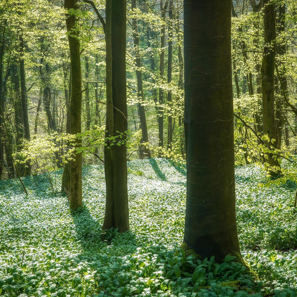 peaklass1's tweet image. And then suddenly ... there was green. After months of grey and mud, I stood in this little wood last week and just soaked up the green, ravenously, greedily. Soon there will be bluebells and ramsons here, bursts of bright colour, but for now I am more than content with green.