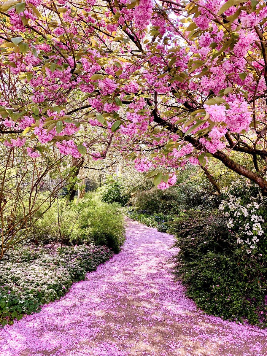 Beauty of pink- Spring🌸🏵🌺