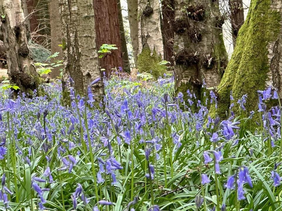 sheffieldparkNT tweet picture