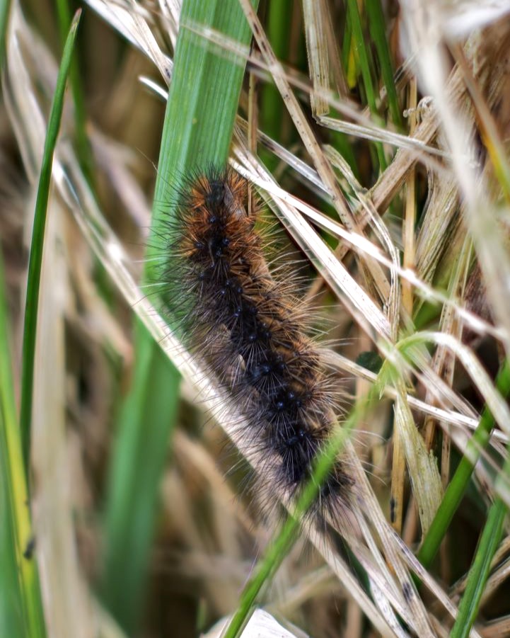 WWTCastleEspie's tweet photo. Garden tiger moth caterpillars are commonly known as โWoolly Bearsโ due to their long, dense, black and ginger hairs. ๐
These hairs are irritating to predators so also help to protect the caterpillar.
๐ธ Jonny Clark
#WWT #CastleEspie #Wildlife #Nature #Moths https://t.co/Nl6GjRO53Q