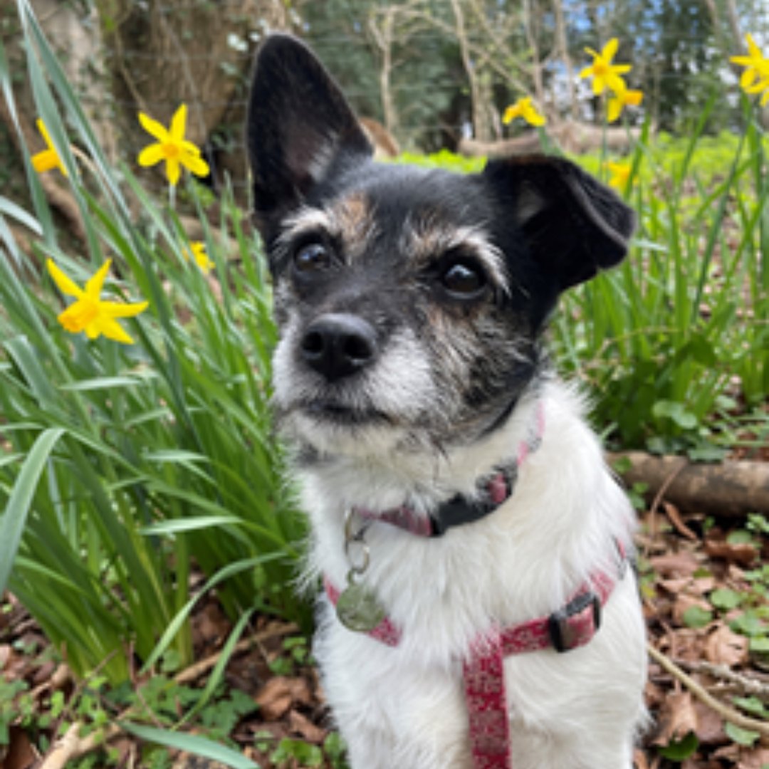 And also not forgetting...these happy souls. Spring is in the air. Come join us for our walk and see your four legged friend become top dog! Sign up today at: sightforsurrey.org.uk/event/charity-… (2/2)