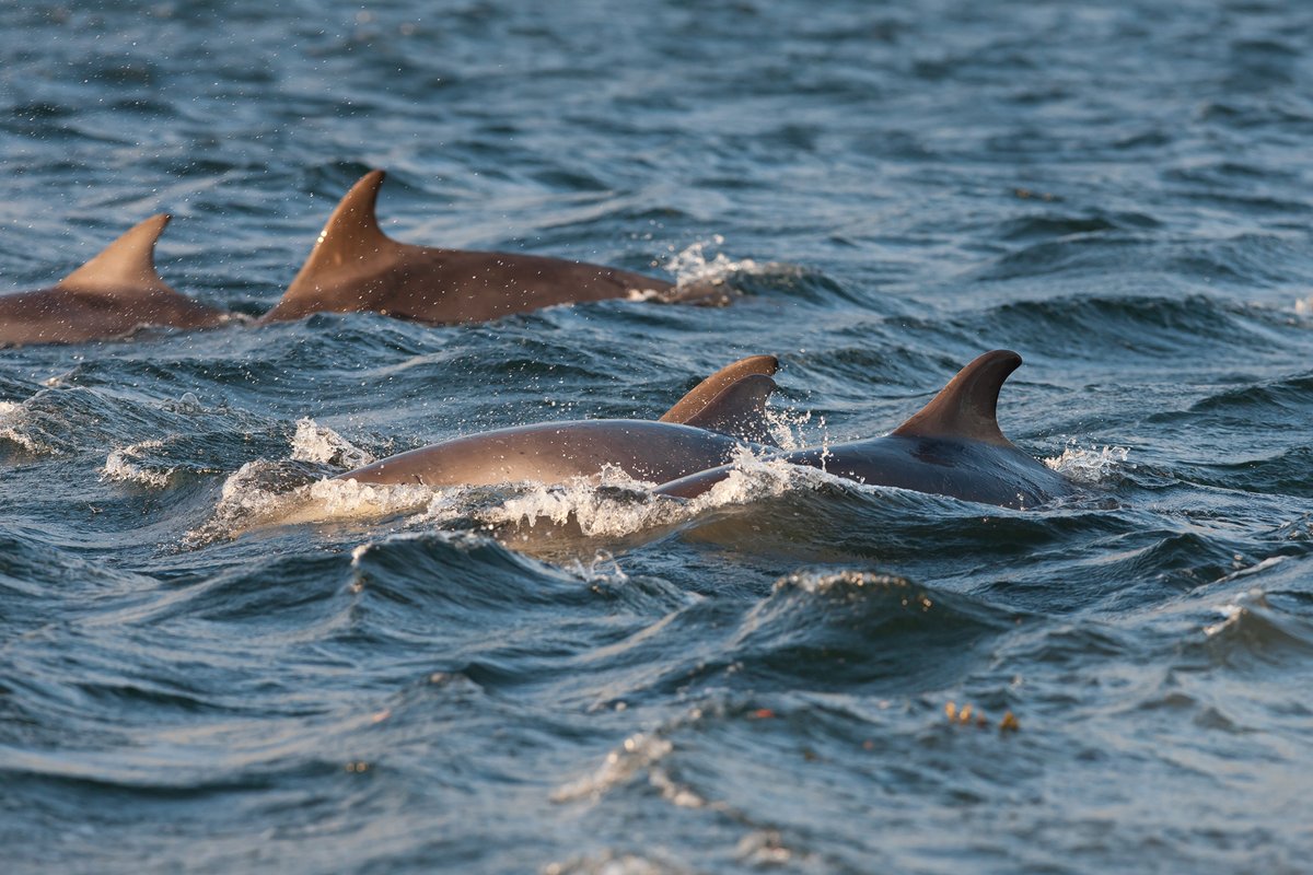 Happy #NationalDolphinDay! 🐬 We're lucky to have a semi-resident population of Bottlenose dolphins in Cardigan Bay. Our amazing @CBMWC team works hard to monitor, study and protect these incredible animals! 👉Learn more: welshwildlife.org/visit/cardigan… 📸 John MacPherson/2020VISION