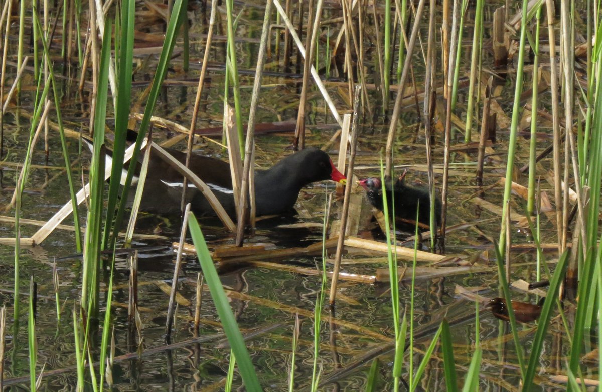 Our entrance pond is home to a family of baby moorhen chicks and is full of freshly hatched tadpoles! There's even more to see inside, with our last day of Bing Meet & Greets and Bing character appearances. Visit our website for details wwt.org.uk/wetland-centre…