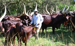 ‘Cut meat production to reduce climate change’-wp.me/p7FLkS-1cCz-