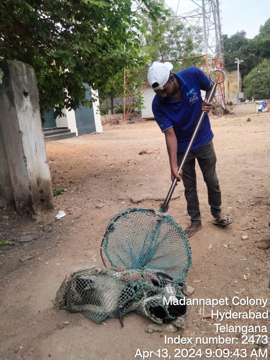 CrzOfficer's tweet photo. @MohdQurram3 @GHMCOnline @CRZ_VetOfficer Dear citizen Attended your complaint and caught 3dogs from the complaint Area and shifted to ACC chudibazar for ABC/ARV and will be released in the same location as per Animal welfare board rules https://t.co/IpileMydS6