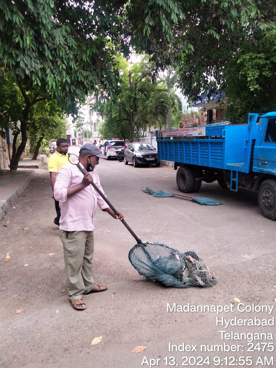 CrzOfficer's tweet photo. @MohdQurram3 @GHMCOnline @CRZ_VetOfficer Dear citizen Attended your complaint and caught 3dogs from the complaint Area and shifted to ACC chudibazar for ABC/ARV and will be released in the same location as per Animal welfare board rules https://t.co/IpileMydS6