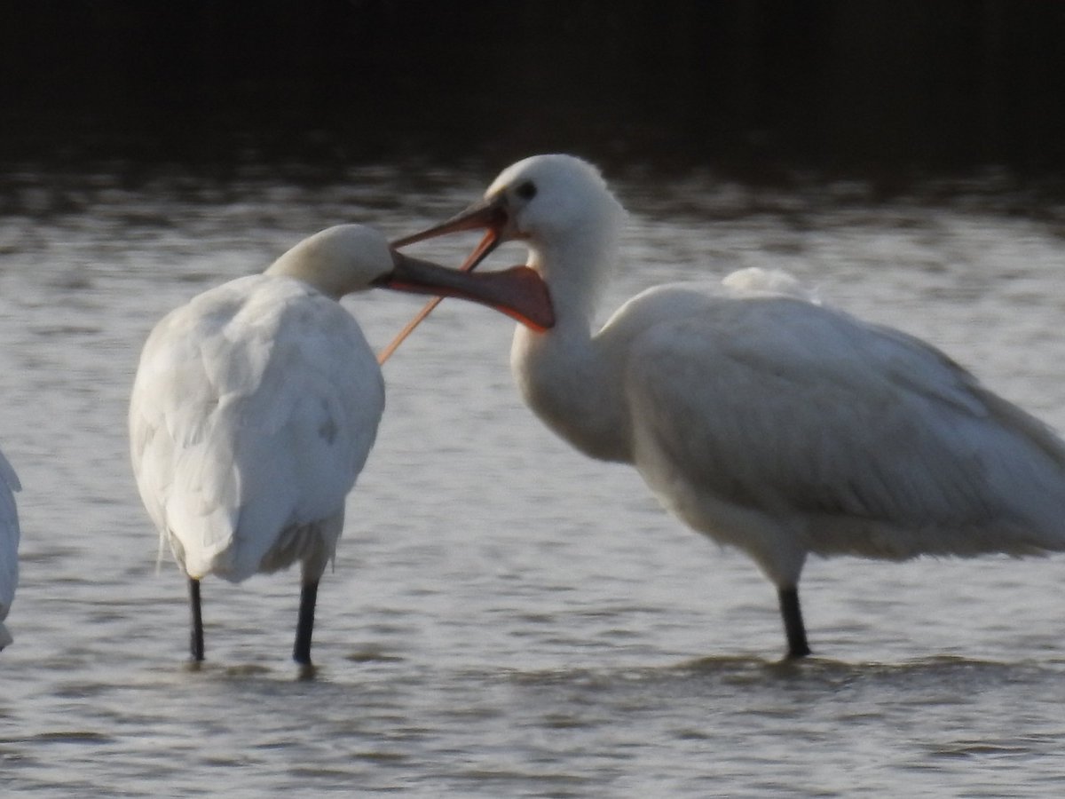 Spoonie ablutions.... #WildBrownsea @DWTBrownsea @DorsetWildlife @DorsetBirdClub @harbourbirds @BirdGuides @brownseaNT