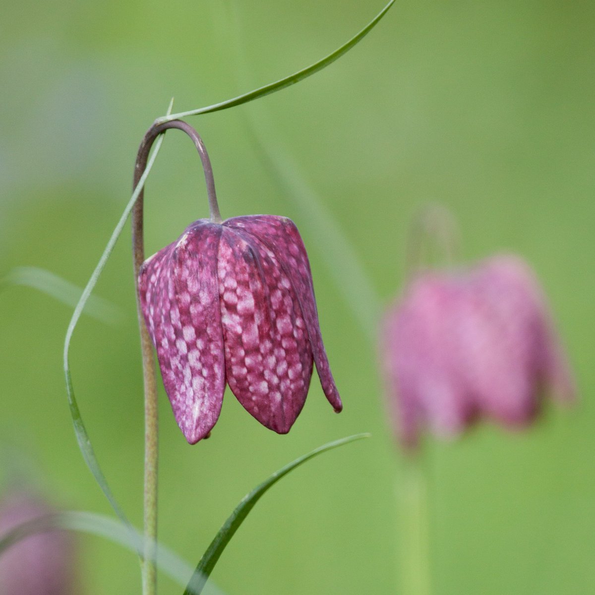 In the spring, the Snake's-head Fritillary blooms among other beautiful flowers like lady's smock and marsh marigold.  It's hanging wine-red crowns are gorgeous to behold.

#wildlife #nature #uknature #ukwildlife #animals #derbyshirewildlife