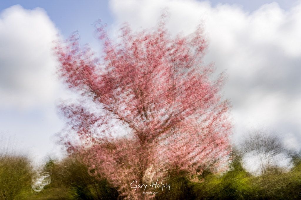GaryHolpin's tweet photo. Morning! As there is no #SundayVote this week, I thought I would share some ICM (Intentional Camera Motion) pics, created by moving the camera during the shot. 

You will either love them or hate them, but this is my take on the colours of spring...

#springcolours #icm #photoart https://t.co/iFiHWFWJUu