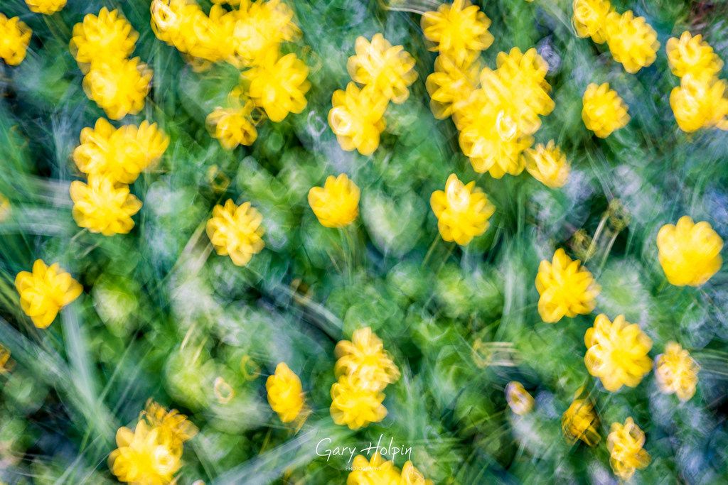 GaryHolpin's tweet photo. Morning! As there is no #SundayVote this week, I thought I would share some ICM (Intentional Camera Motion) pics, created by moving the camera during the shot. 

You will either love them or hate them, but this is my take on the colours of spring...

#springcolours #icm #photoart https://t.co/iFiHWFWJUu