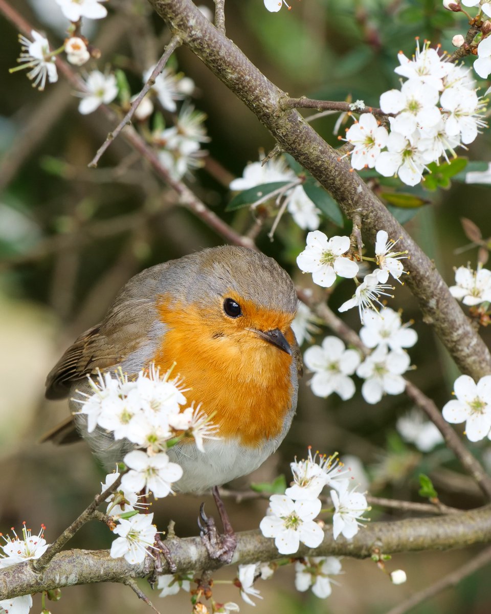 Just a robin in the blossom enjoying the view.

#BlossomWatch