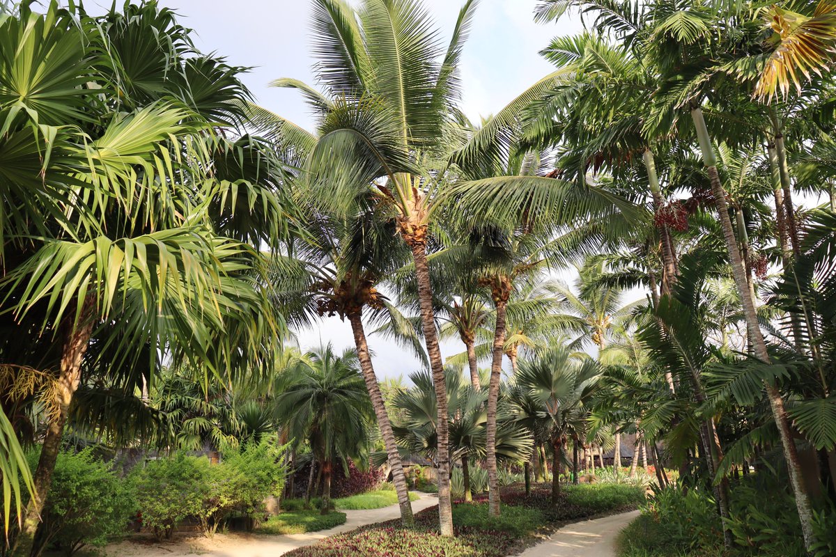 Palm pic of the week. Beautiful palm tree landscaping in a hotel garden in Mauritius.