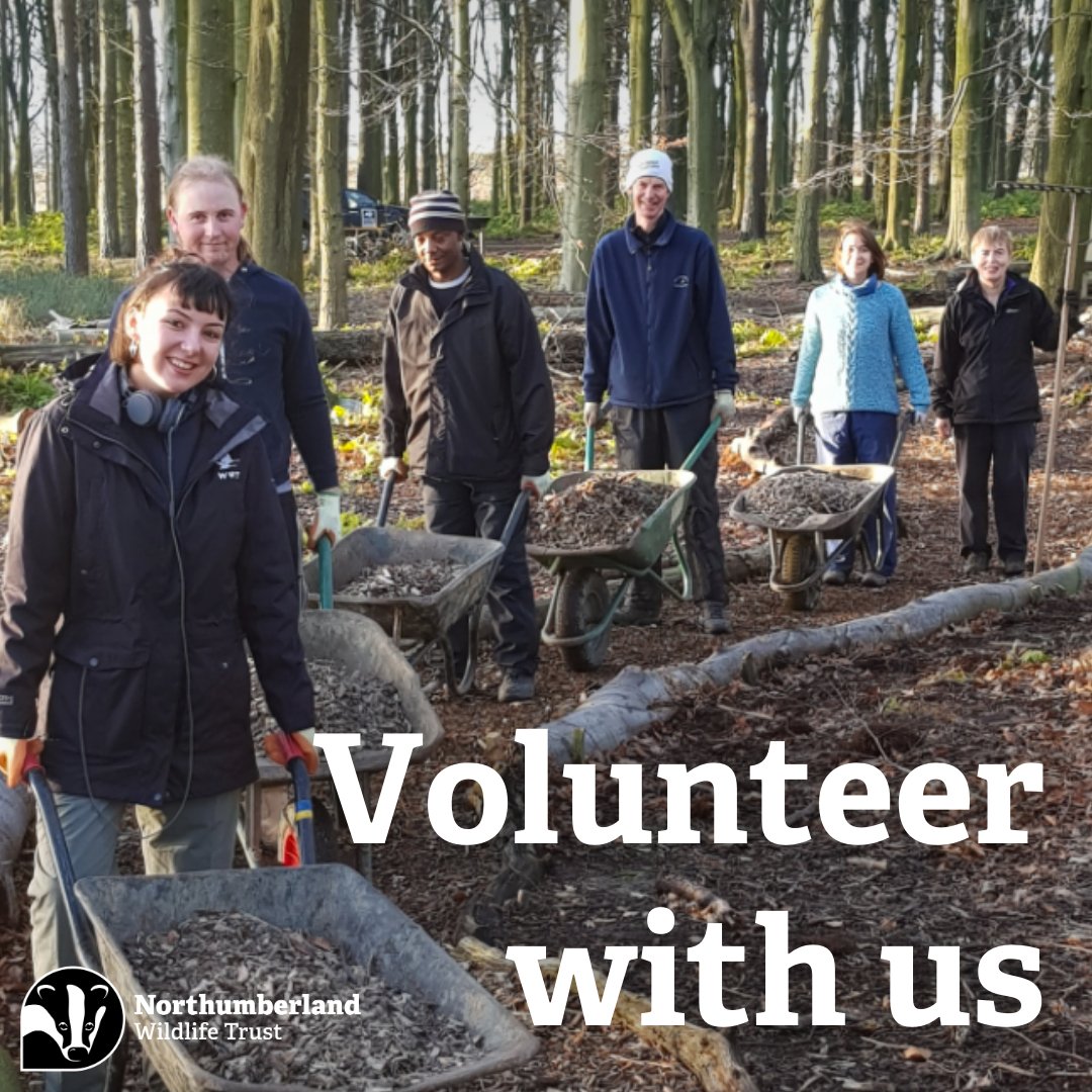 Anyone can volunteer with Northumberland Wildlife Trust, and there’s a wide range of opportunities available! And now you can also volunteer to help with The Missing Lynx Exhibition! Find out more at nwt.org.uk/volunteering-o…