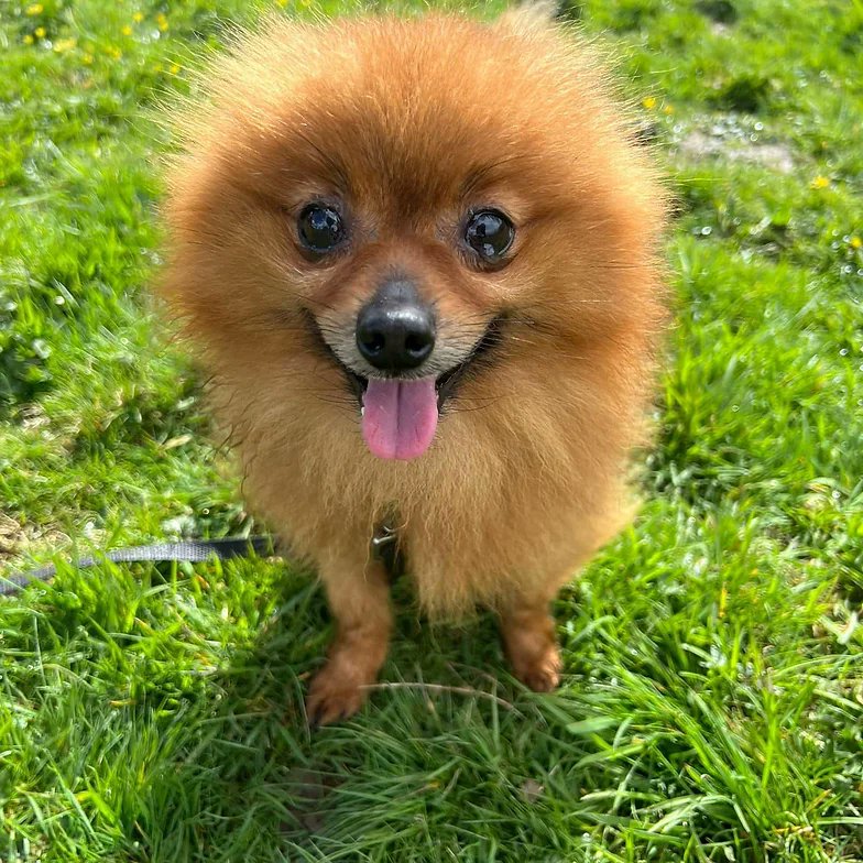 Please retweet to help Oslo find a home #CARMARTHENSHIRE #WALES #UK Oslo is a very cute Pomeranian who is yet another unclaimed stray. This little chap is slowly coming round, he was slightly shell shocked when he first arrived. He is still nervous but getting more confident by…