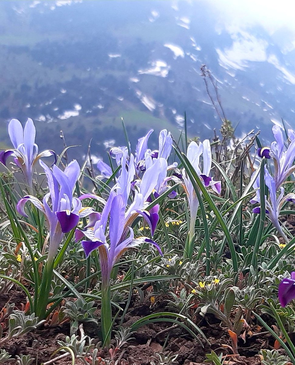 @DailyPicTheme2 Have you seen #anything like this? A glade of wild irises in the mountains. #DailyPictureTheme