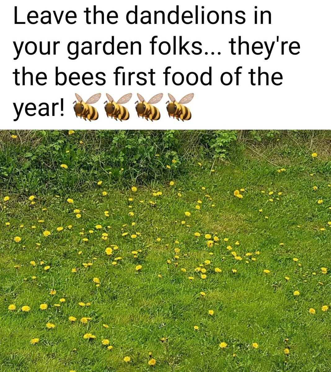 ⬇️⬇️⬇️ #savethebees