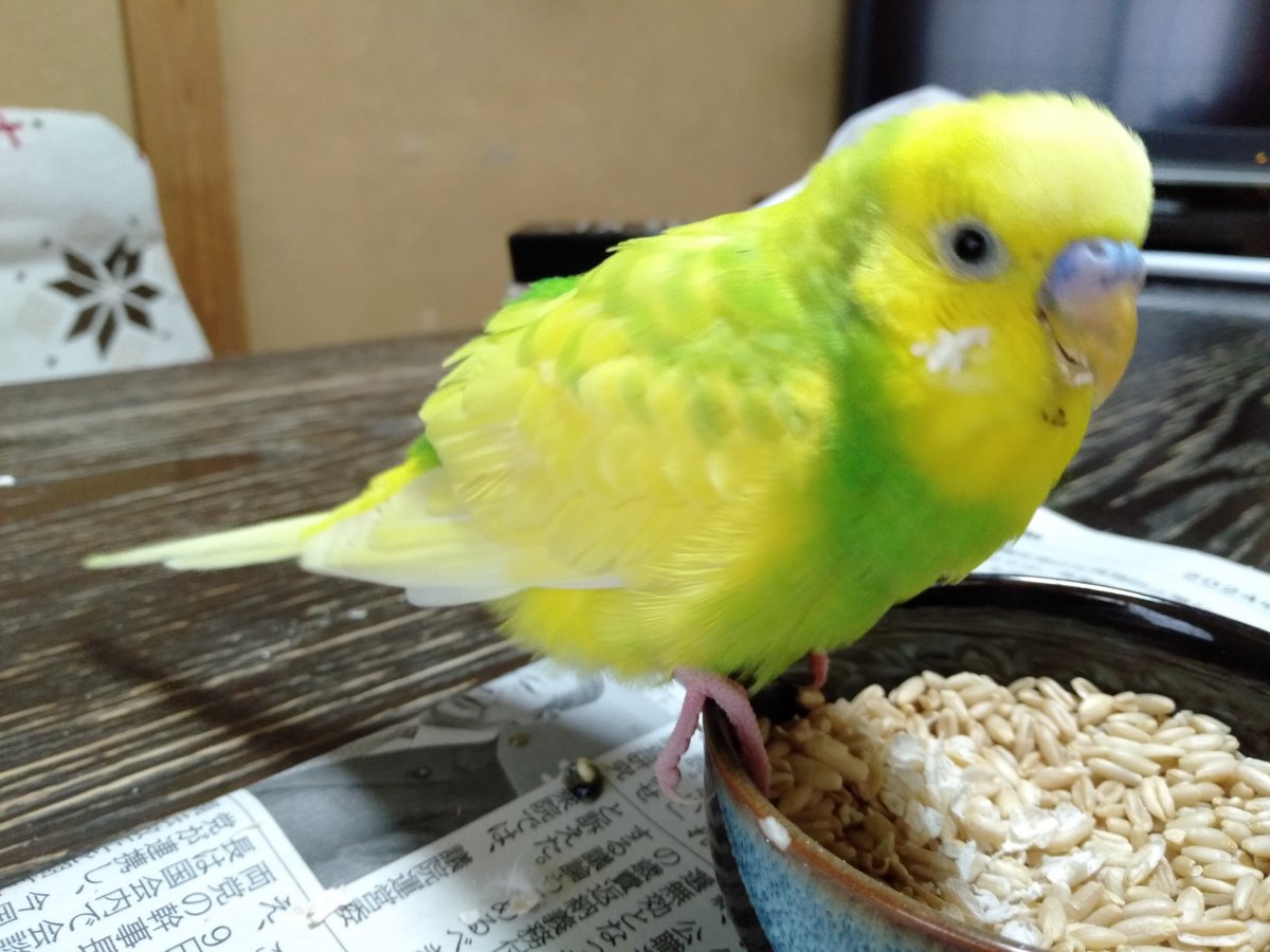 【拡散希望】 セキセイインコの保護情報です。 ※TSUBASAで保護した子ではありません 保護した場所：千葉県市原市 日時：2024年4月14日午前中 情報お持ちの方、下記までご連絡を tsubasa0615@gmail.com 情報拡散のご協力お願いします