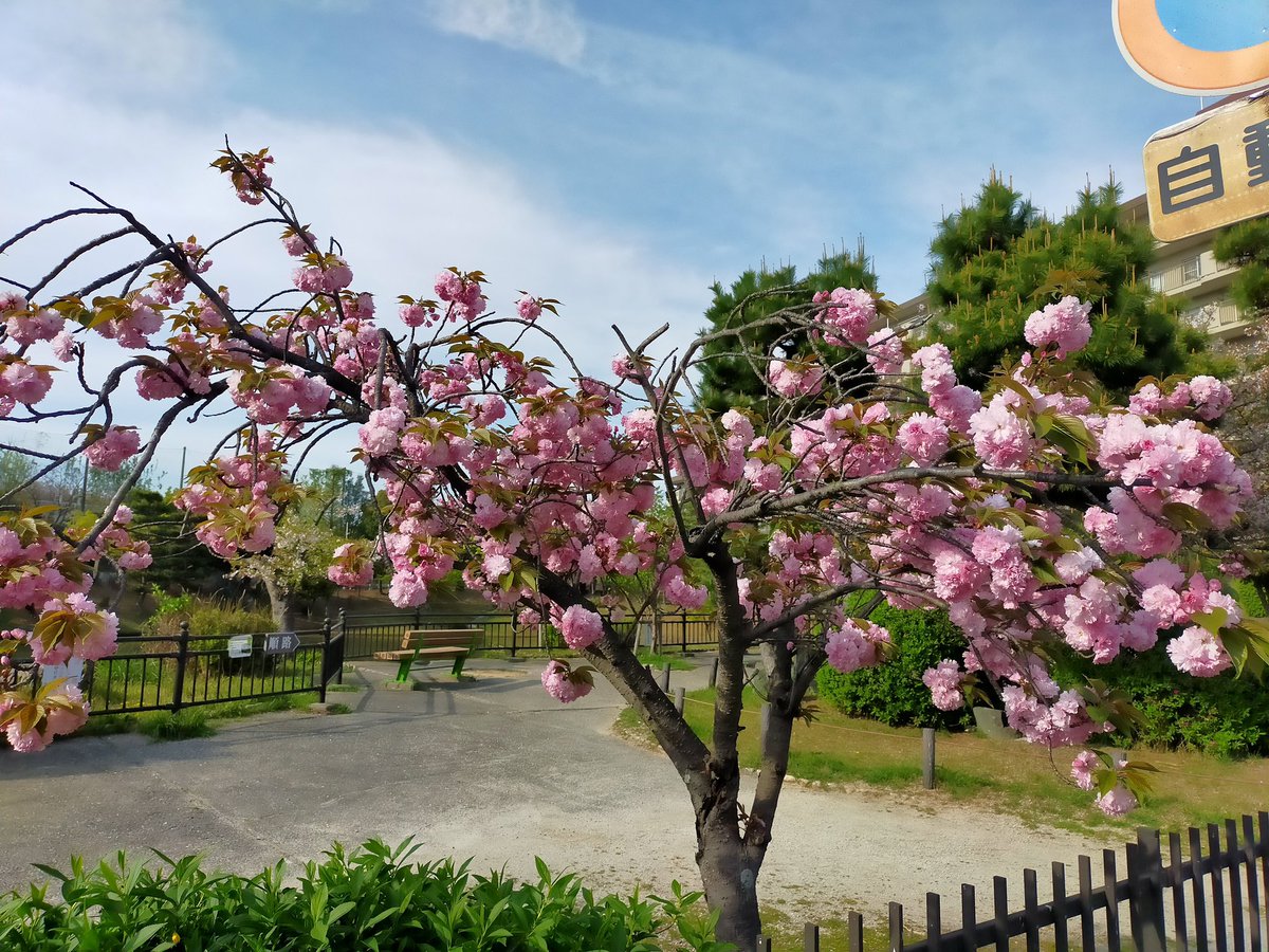 枚方市　香里団地さくら通り、以楽公園の八重桜が満開でした。
けやき通りも緑できれいになって来ました。