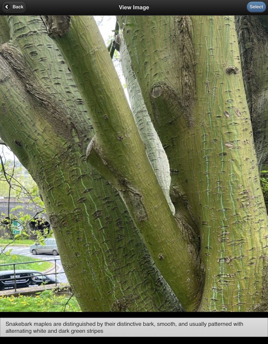 …. as sure as bark on tree Love’s Labour’s Lost 5.2.285 #shakespearesunday @HollowCrownFans @shakespeareina1 @r_adreamer @BotanicalShax @BSAShakespeare @Glogaynor @keeper_of_books @GreenGymPenge @arborsmarty @BSBIbotany @mathilebrandts @Team4Nature