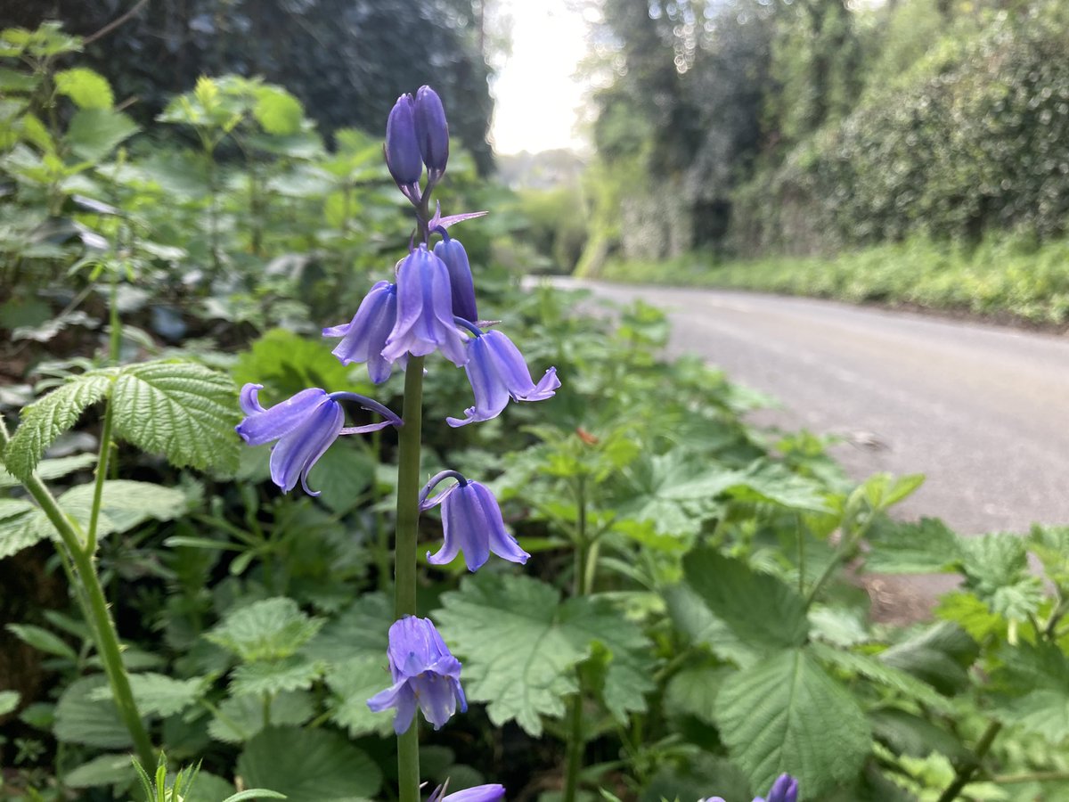 SaveStCats's tweet photo. Spring has sprung!

#stcatherinespark #savethepark #savestcatherinespark #noroadthroughourpark #leixlip https://t.co/CNqPKnzLUj