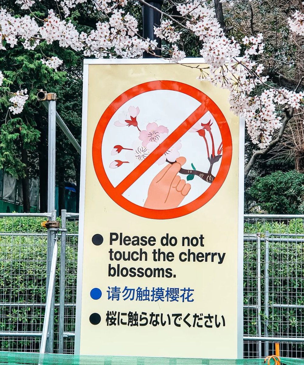 Di Ueno park sebenernya ada papan petunjuk buat tidak menyentuh sakura yang cuma bertahan satu-dua minggu itu. Tapi pun tanpa papan itu, seharusnya butuh logika dasar aja buat ga ngerusak sakura demi konten yang ga seberapa. Kalau ga punya ilmu, minimal punya malu.
