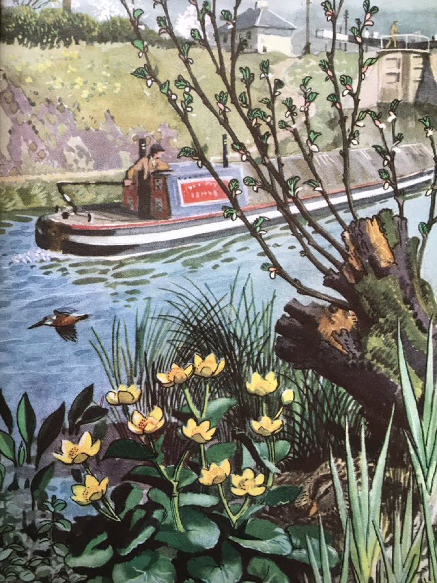 “From the moss-covered old alder stump young leaves are breaking, and close beside the stump there is a wild duck on her nest” Writer: EL Grant Watson Artist: CF Tunnicliffe