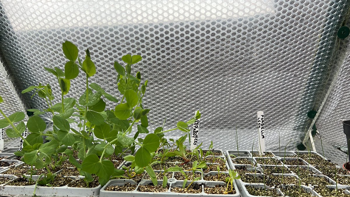 cgs_clive's tweet photo. #seedlings coming on nicely in the #greenhouse #gyo #greenhousegardening #homegrown https://t.co/3W7IcFxnpK