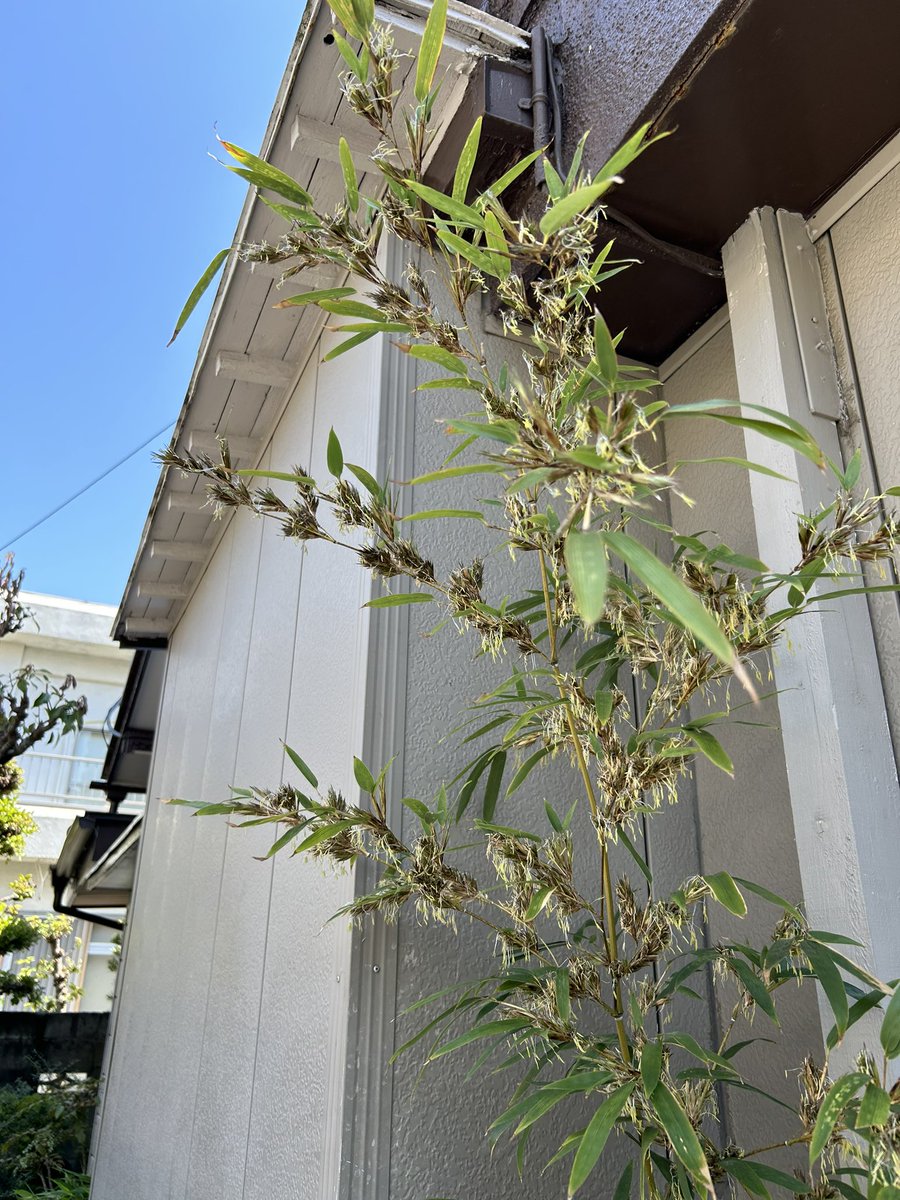 tokunabe's tweet photo. 竹の開花って100年に一度！？とかの珍事なんだってさ！

実家で咲いた竹の花。
親父が大興奮笑

#徳島 
#竹の花 
#珍事 https://t.co/naaTccfhe0