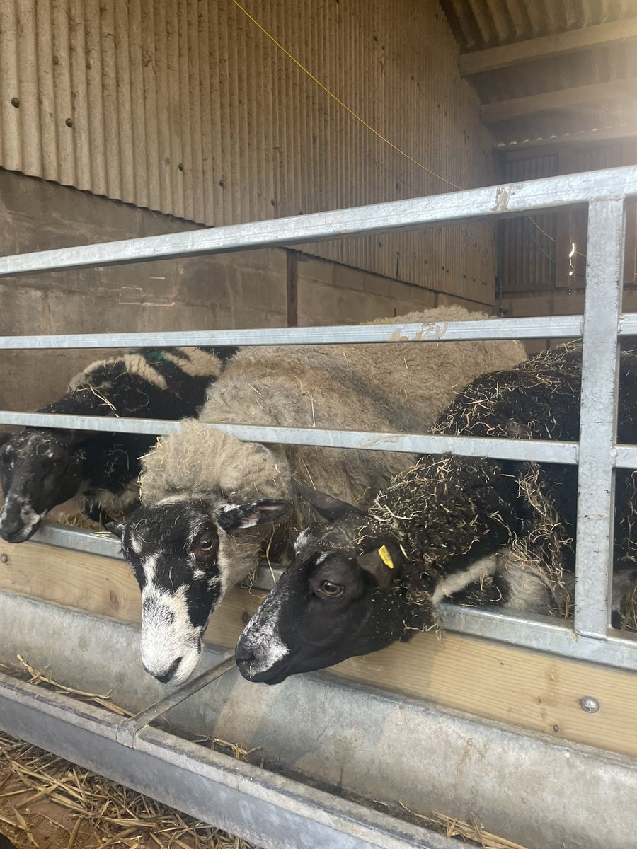 Lambs born at 6am 🤍

#farm24 #backbritishfarming