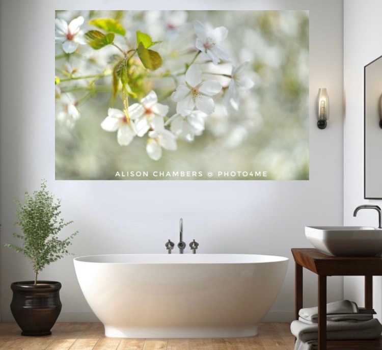 AlisonC24426188's tweet image. White Cherry Blossom©️. Available from; shop.photo4me.com/1323588 &amp;amp; alisonchambers2.redbubble.com &amp;amp; 2-alison-chambers.pixels.com #cherryblossom2024 #BlossomArt #BlossomWatch #blossomseason #cherryblossom #springblossom